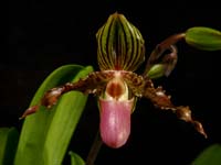 Paph. Jogjae